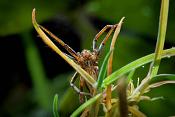 kraamwbspin (pisaura mirabilis) 12-2011 3518